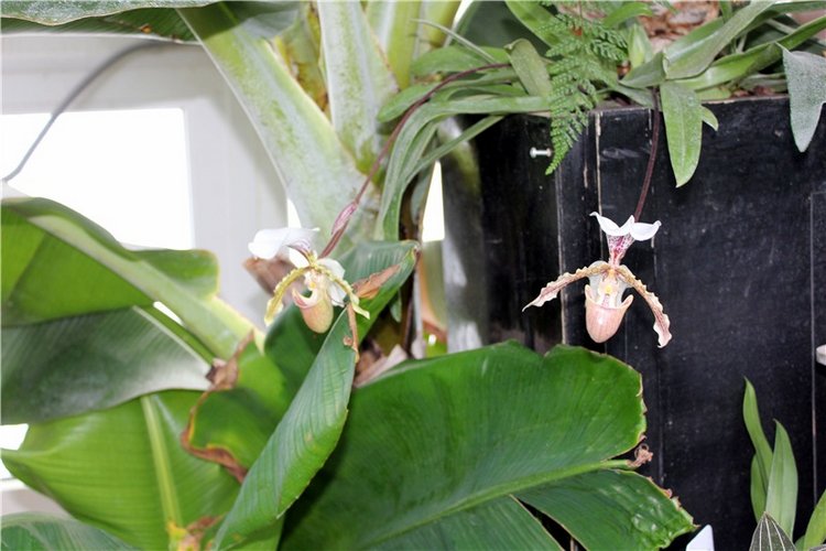 Тверской Ботанический Сад, продолжение | Бэйбики Тверской Ботанический Сад, продолжение