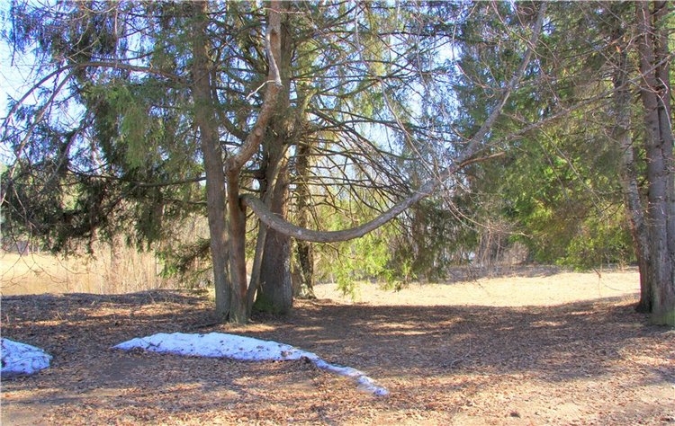Апрельский день в Василёво, третья часть (фото 4)