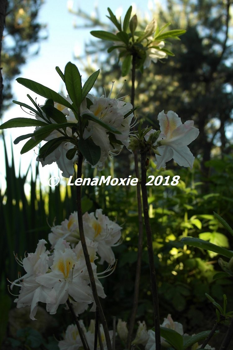 Мои куклы Journey Girls. Сатоми (Келли) 2012