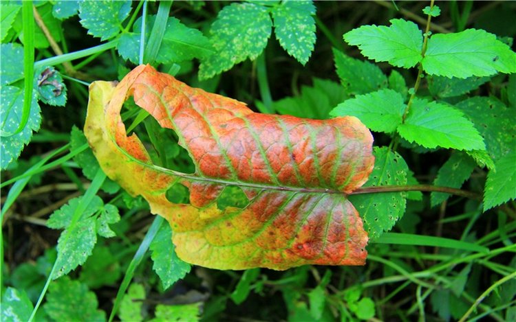 Старицкая Швейцария. Старицкие пещеры, д. Толпино, заключительная часть