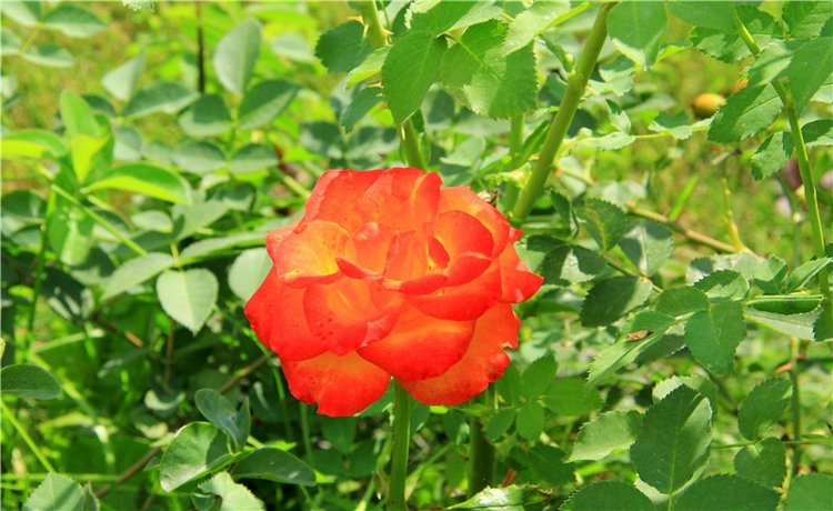 Августовская прогулка в Берново. Zwergnase Mischa