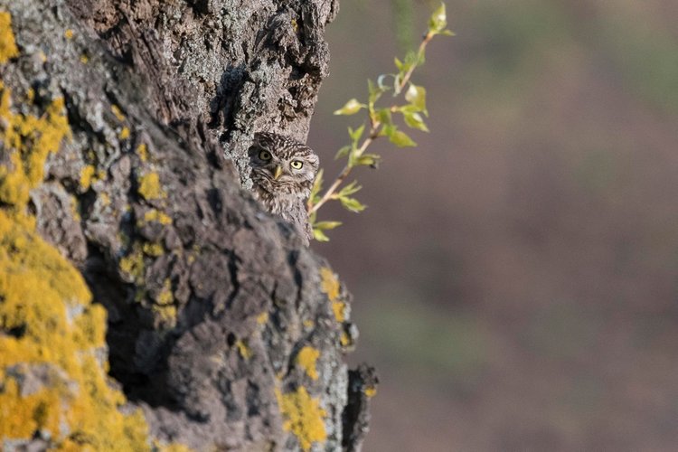 Любительские и профессиональные фотографии Сов (выпуск 2)