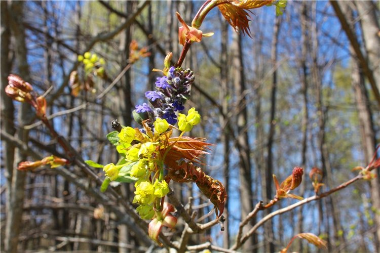 Путешествие Софи в Старицу, продолжение. Lati HoneyBee New Mystic Sophie