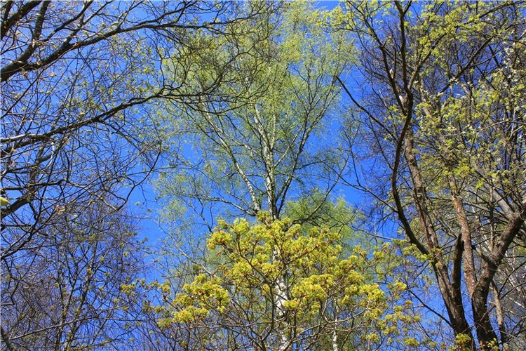 Путешествие Софи в Старицу, продолжение. Lati HoneyBee New Mystic Sophie