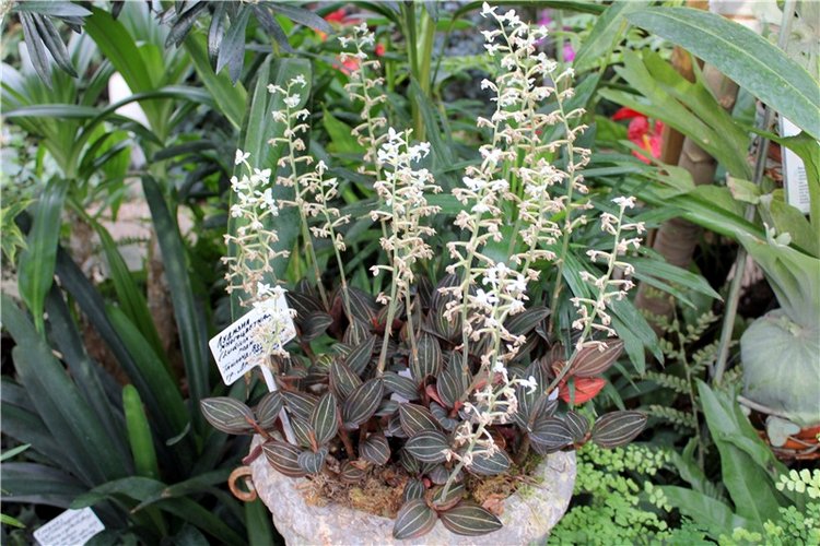 Тверской Ботанический Сад, продолжение | Бэйбики Тверской Ботанический Сад, продолжение