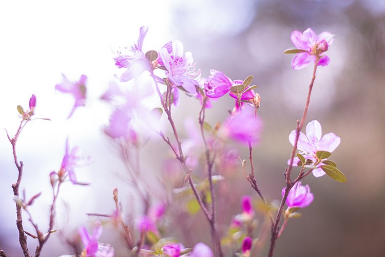 Дама в цветущем саду — Куклы Iplehouse (Иплхаус): BJD (БЖД) (фото 3)