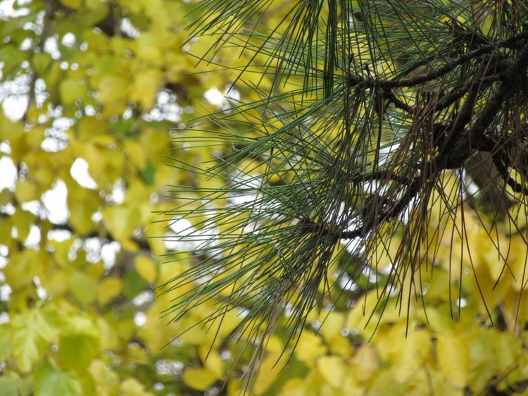 Полная корзинка — Куклы Takara Tomy (Такара): Licca (Ликка) (фото 9)