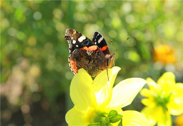 Старицкая Швейцария. Путешествие Мии. Minifee Miyu FairlyLand | Бэйбики Старицкая Швейцария. Путешествие Мии. Minifee Miyu FairlyLand