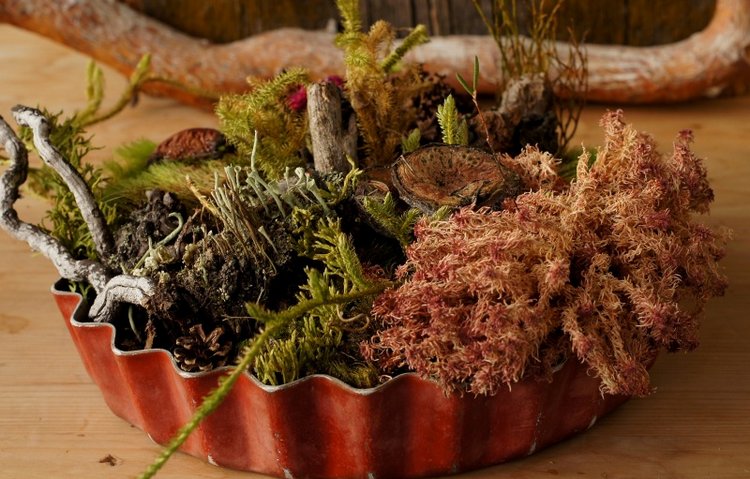 Кусочек природы в доме — Другие хобби и увлечения: сад