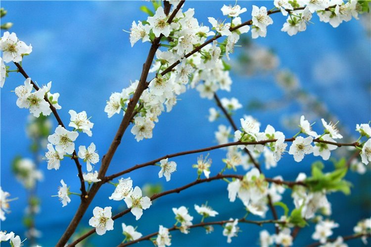 Тюльпановый Рай, продолжение. Выставка тюльпанов в Твери. Mini Layla elf Sunkissed skin от Kaye Wiggs