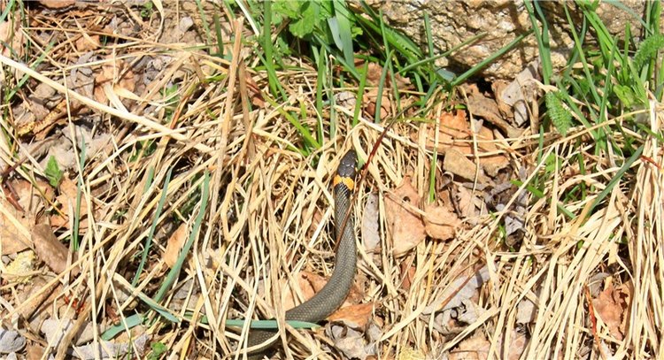 Заблудилась. Georgia от Berdine Creedy