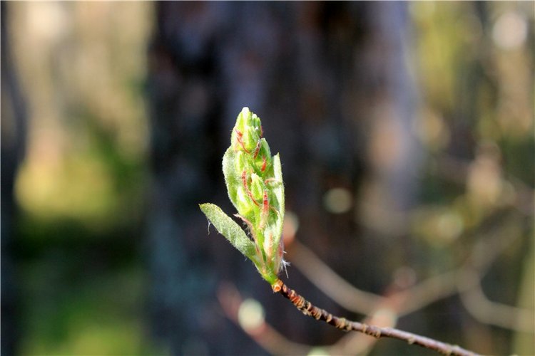 Долгая дорога к Волге. Custom Blythe Doll UFO Go Go Takara