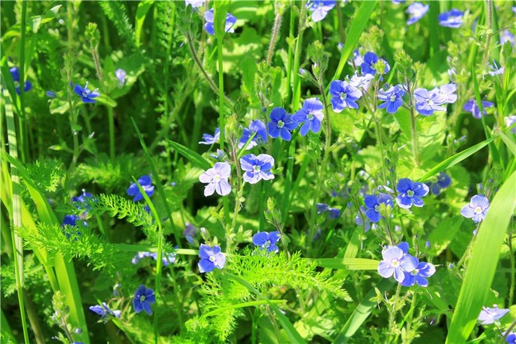 Иванишинская сосна — Культура