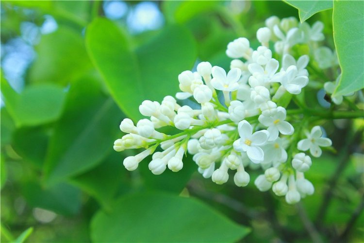 Эля в Иванишах. Twinkles Ella Chocolate