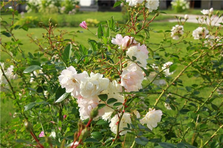 Июльское путешествие в Старицу