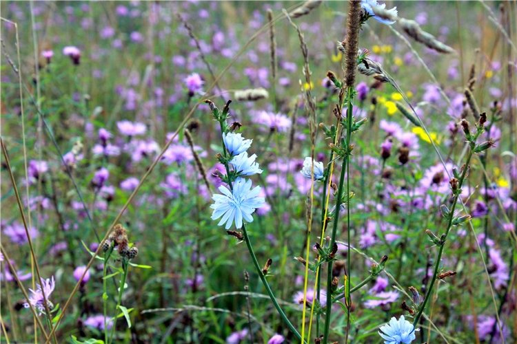 Эдельвейс на пленэре — Антикварные куклы ABG (Alt (фото 7)