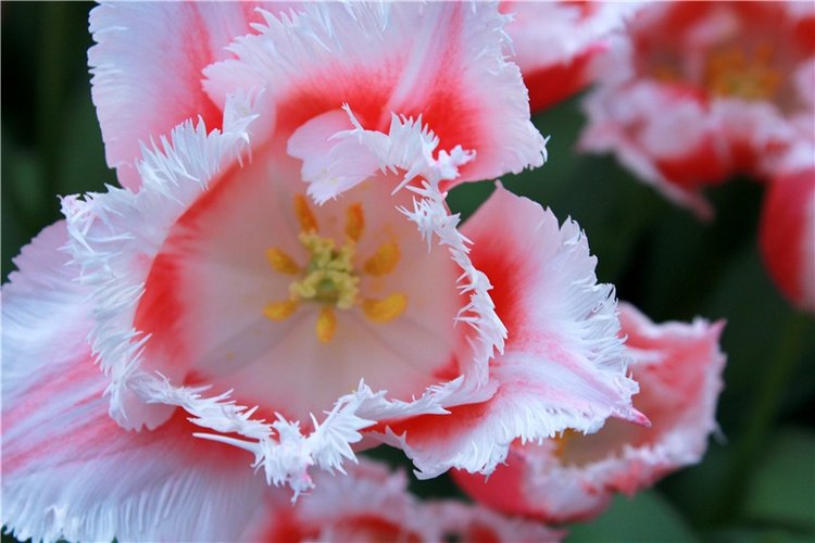 Выставка тюльпанов в Твери