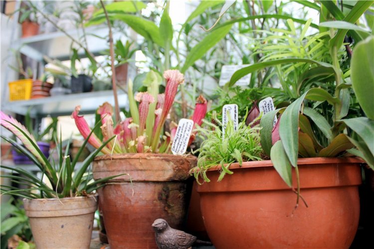 Тверской Ботанический Сад, продолжение | Бэйбики Тверской Ботанический Сад, продолжение (фото 5)