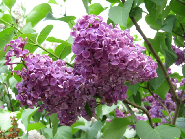 Тони Старк: приключения без брони. Был месяц май, снова | Бэйбики Тони Старк: приключения без брони. Был месяц май, снова