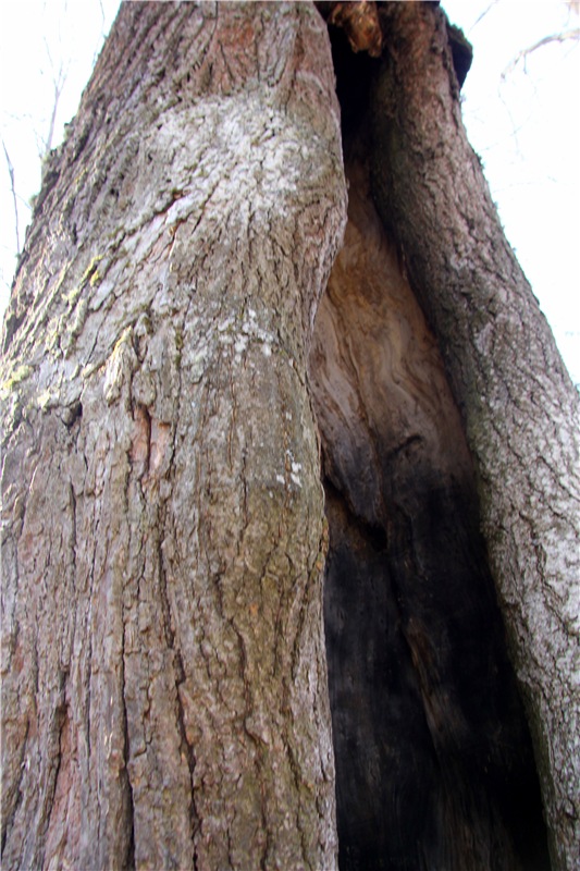 Апрельский день в Василёво, заключительная часть