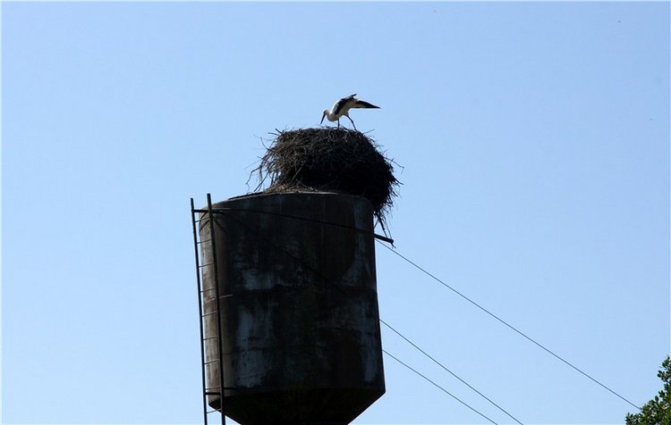 Старицкая Швейцария. Путешествие Мии. Minifee Miyu FairlyLand | Бэйбики Старицкая Швейцария. Путешествие Мии. Minifee Miyu FairlyLand