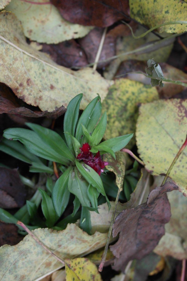 Осенний день Юляши и Бьорк (фото 5)