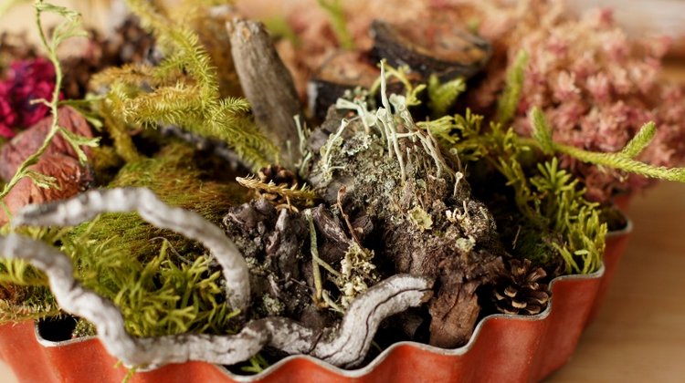 Кусочек природы в доме — Другие хобби и увлечения: сад