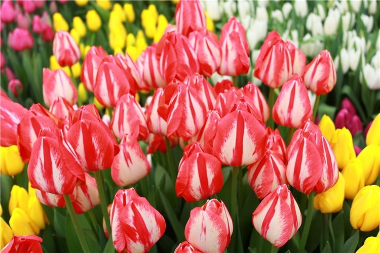 Тюльпановый Рай, продолжение. Выставка тюльпанов в Твери. Mini Layla elf Sunkissed skin от Kaye Wiggs