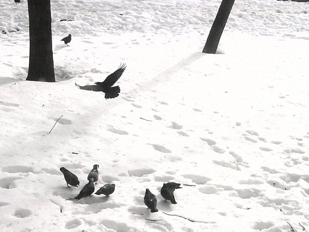 1 апреля — Международный день птиц