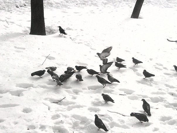 1 апреля — Международный день птиц