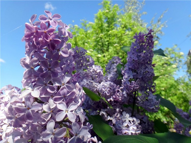 Дивная Весна — Куклы Zwergnase (Цвергназе/Цверги): фото