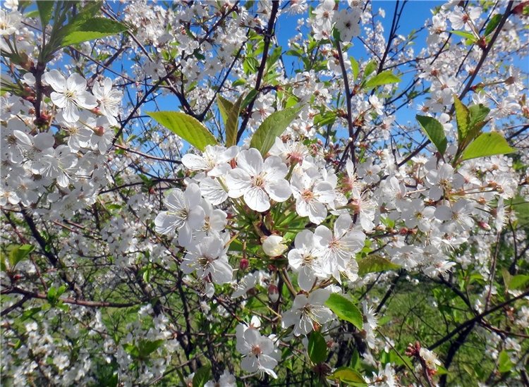 Дивная Весна — Куклы Zwergnase (Цвергназе/Цверги): фото