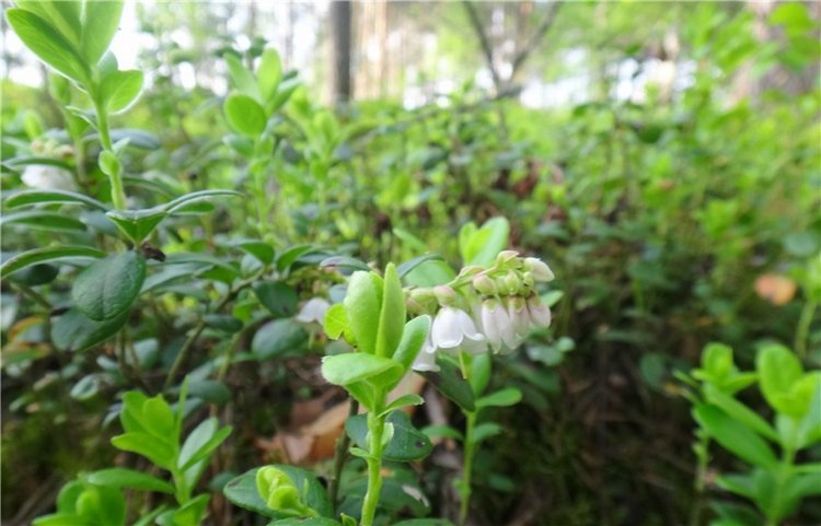 Ландышевая Сказка — Куклы Heidi Plusczok (Хайди/Хейди Плюсчок) — фото