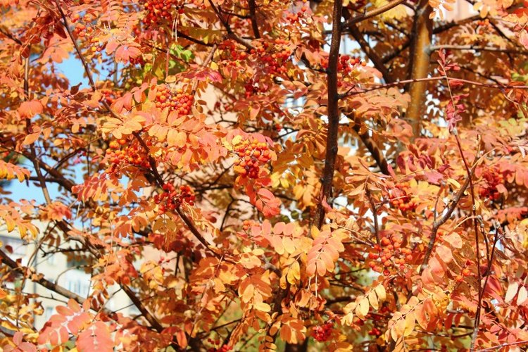 Осень моих вихтелят 2 — Куклы Rosemarie Anna Muller (Мюллер): Вихтели (Wichtel) (фото 3)