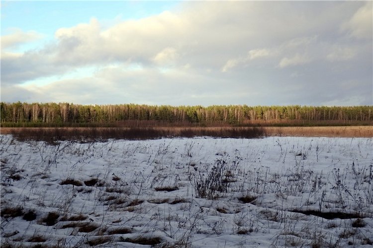 23 февраля - расцвели синие подснежники