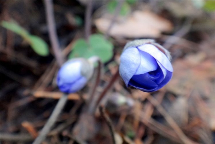 23 февраля - расцвели синие подснежники