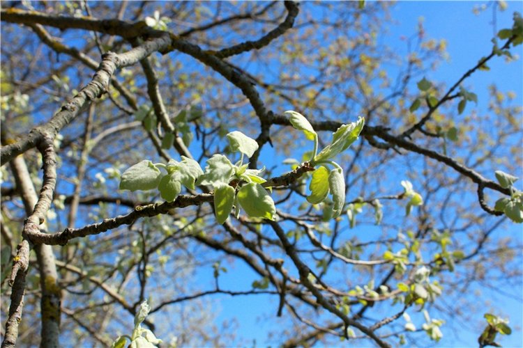 Путешествие Софи в Старицу, продолжение. Lati HoneyBee New Mystic Sophie