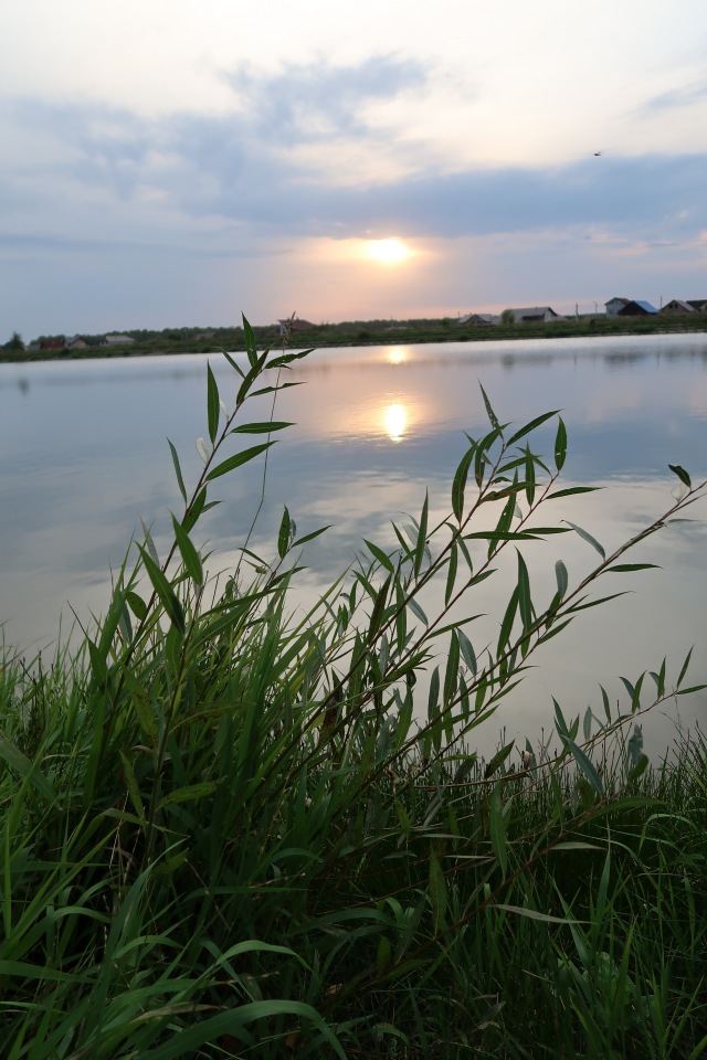 Знакомьтесь, новый вид медведей - медведь сумочный