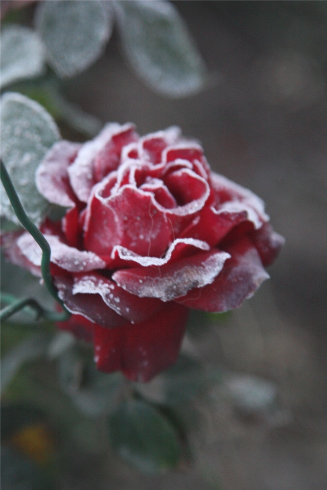 Милая леди от Майи Билл для Сигикид