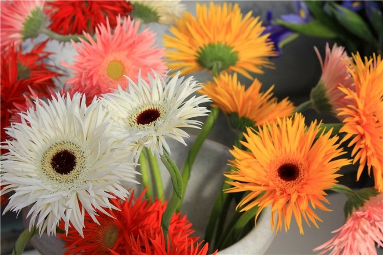 Выставка тюльпанов в Твери