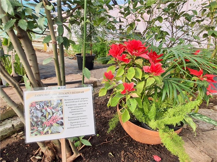 Выставка тюльпанов в Твери, продолжение