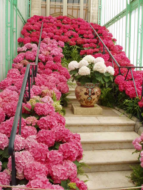 Весна. Цветы — Туризм и путешествия: фотоотчеты из поездок (фото 4)