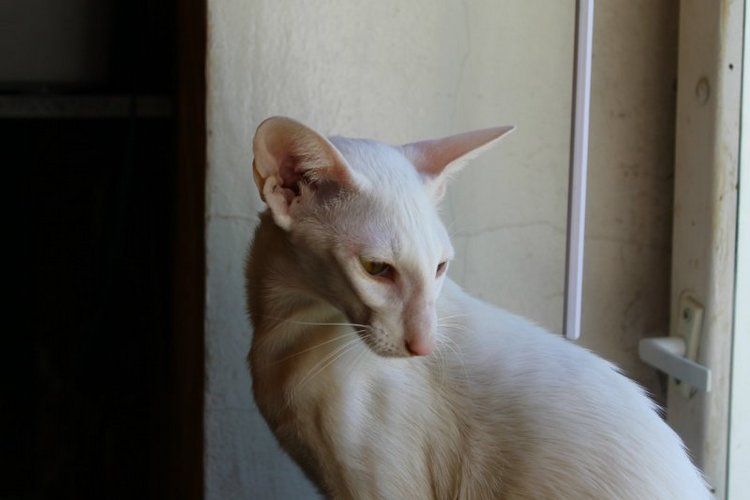 Dolche Evol De Melodica — Авторские работы в частных коллекциях: домашние фото кукол и игрушек