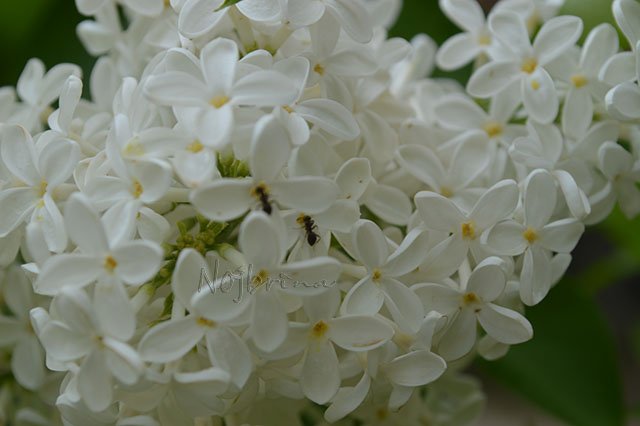 Серый кот. Вихтели Schildkroet