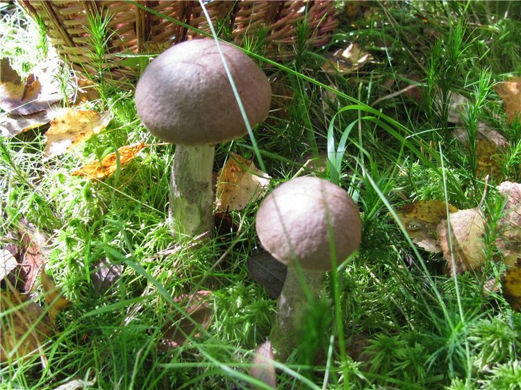 Прогулки Эмили по осеннему лесу | Бэйбики Прогулки Эмили по осеннему лесу