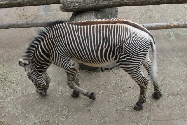 Сказка о Мишеле, BJD часть 2