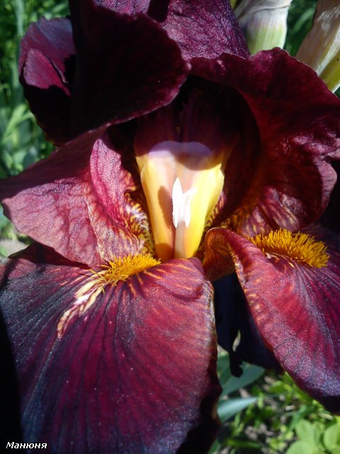 Манюнькино лето-1 PukiFee Ante (фото 9)