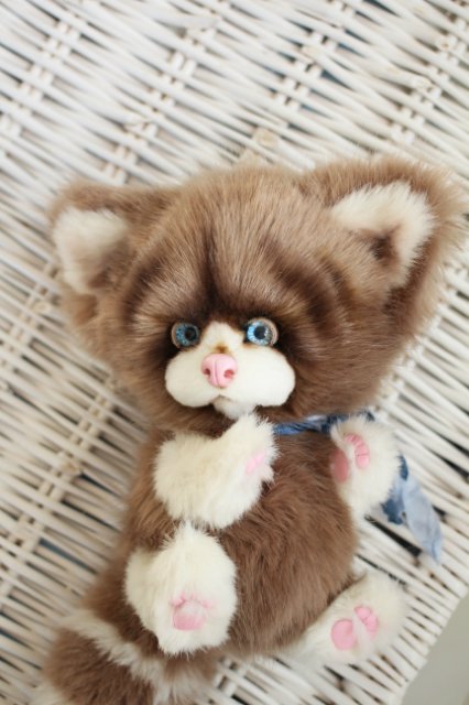 Голубоглазый котик-обормотик Мишка