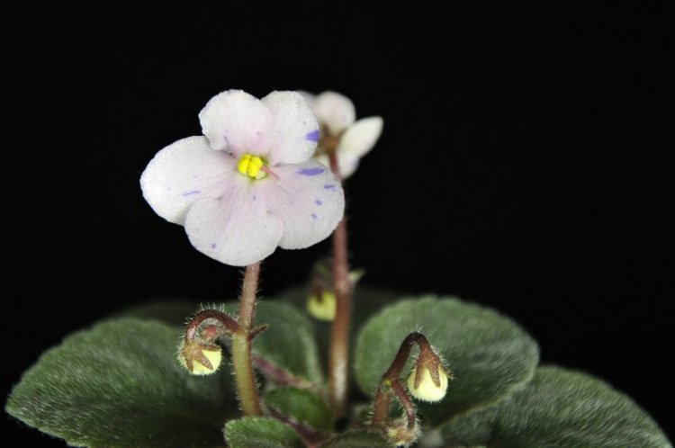 Еще немного о сумасшествии (фото 8)