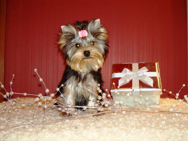 Гаечка, Болтик и немного Ноэль (фото 3)